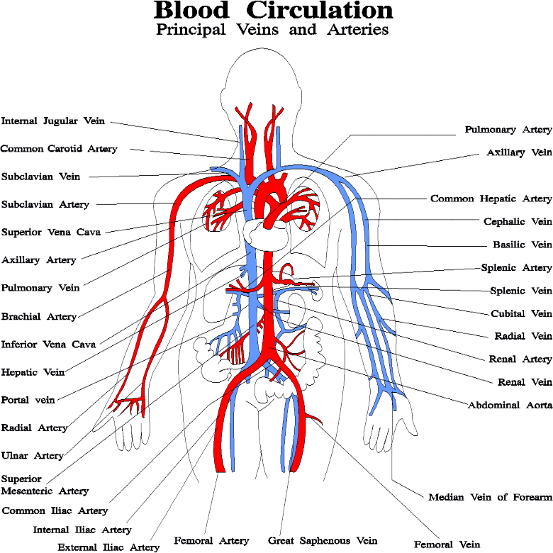 Subject: Chapter 10 Blood Answer Key.