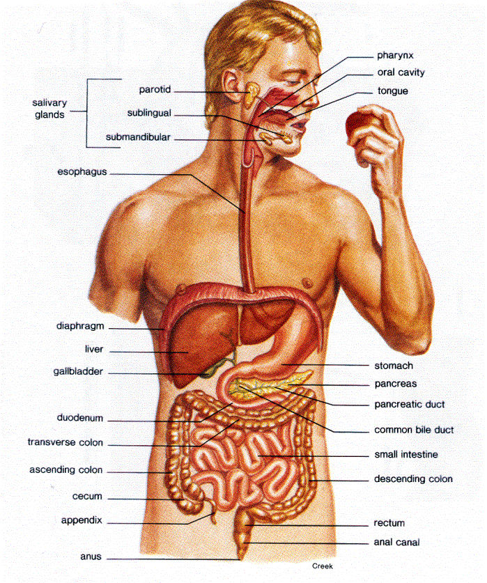 circulatory systems also