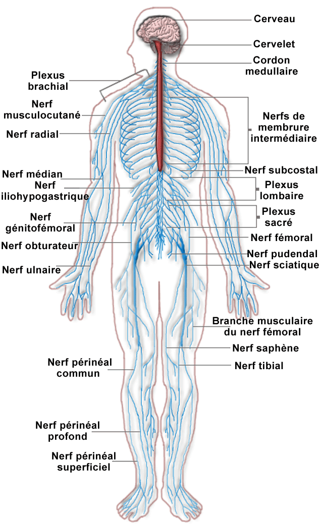 Nerves carry all messages exchanged between the CNS and the rest 