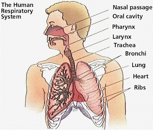 human circulatory system images. Human Respiratory System