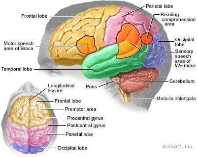 Brain Activity during Alzheimer's Disease