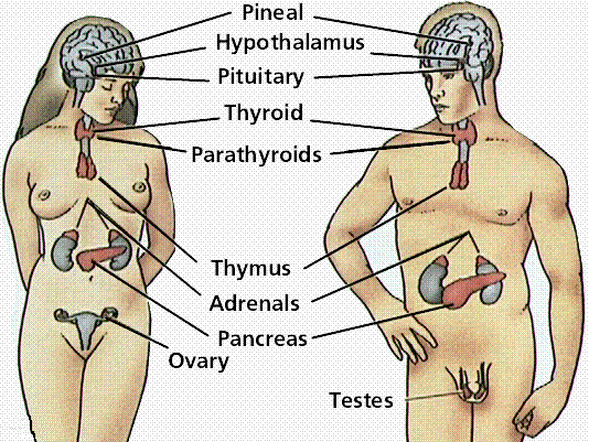 Human Endocrine System