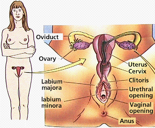 Female Reproductive System