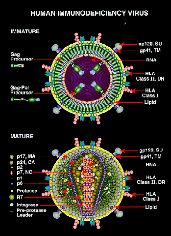 HIV