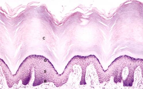 Integumentary System Micrograph of a thick skin