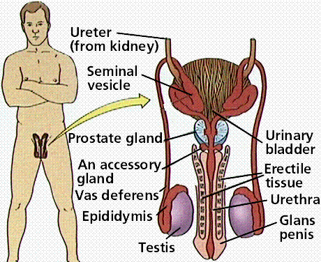 Male Reproductive System