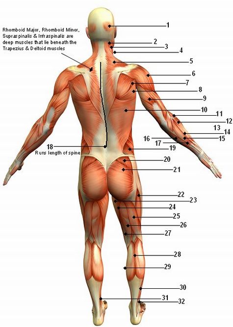 The Human Muscular System Back