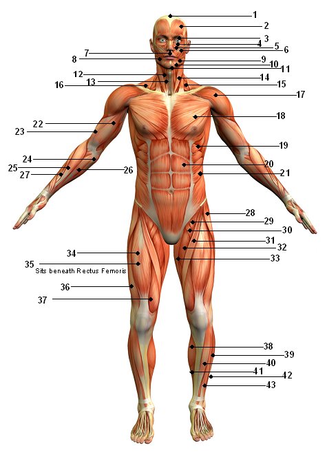 The Human Muscular System Front