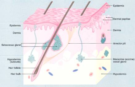 Skin appendages