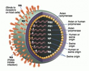 Swine Flu fever